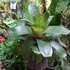 Kép 3/9 - Vriesea fosteriana Óriás
