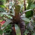 Kép 4/9 - Vriesea fosteriana Óriás