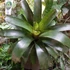 Kép 9/9 - Vriesea fosteriana Óriás