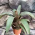 Kép 2/10 - Vriesea saundersii