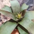 Kép 5/10 - Vriesea saundersii