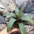 Kép 9/10 - Vriesea saundersii
