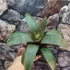 Kép 10/10 - Vriesea saundersii