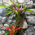 Kép 11/13 - Vriesea, Neoregelia vegyesen faágon