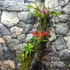 Kép 13/13 - Vriesea, Neoregelia vegyesen faágon