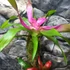 Kép 3/13 - Vriesea, Neoregelia vegyesen faágon
