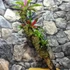 Kép 5/13 - Vriesea, Neoregelia vegyesen faágon