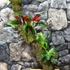 Kép 6/13 - Vriesea, Neoregelia vegyesen faágon