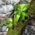 Kép 9/13 - Vriesea, Neoregelia vegyesen faágon
