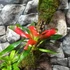 Kép 10/13 - Vriesea, Neoregelia vegyesen faágon