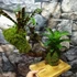 Kép 2/11 - Vriesea, Neoregelia vegyesen faágon