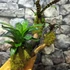 Kép 10/11 - Vriesea, Neoregelia vegyesen faágon