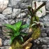 Kép 11/11 - Vriesea, Neoregelia vegyesen faágon
