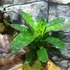 Kép 5/11 - Vriesea, Neoregelia vegyesen faágon