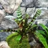 Kép 6/11 - Vriesea, Neoregelia vegyesen faágon