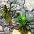 Kép 8/11 - Vriesea, Neoregelia vegyesen faágon