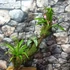 Kép 1/11 - Fészekpáfrány, Vriesea, Neoregelia vegyesen faágon