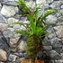 Kép 3/11 - Fészekpáfrány, Vriesea, Neoregelia vegyesen faágon