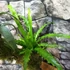 Kép 5/11 - Fészekpáfrány, Vriesea, Neoregelia vegyesen faágon