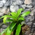 Kép 6/11 - Fészekpáfrány, Vriesea, Neoregelia vegyesen faágon