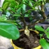 Kép 6/9 - Limequat Lara