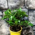 Kép 3/9 - Limequat Lara