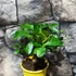 Kép 2/9 - Limequat Lara