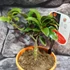 Kép 3/4 - Kumquat