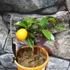 Kép 2/4 - Kumquat