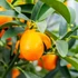 Kép 1/4 - Kumquat
