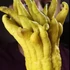 Kép 1/8 - Mano di Buddha - Buddha keze citrom