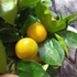 Kép 3/7 - Citrus mitis 'Calamondin'