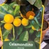 Kép 7/7 - Citrus mitis 'Calamondin'