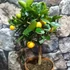 Kép 4/7 - Citrus mitis 'Calamondin'