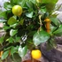 Kép 5/7 - Citrus mitis 'Calamondin'