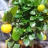 Kép 2/7 - Citrus mitis 'Calamondin'