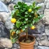 Kép 1/7 - Citrus mitis 'Calamondin'