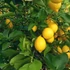 Kép 1/8 - Citrus Meyeri, Meyer citrom