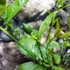 Kép 2/8 - Citrus Meyeri, Meyer citrom