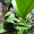 Kép 3/8 - Citrus Meyeri, Meyer citrom
