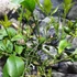 Kép 5/8 - Citrus Meyeri, Meyer citrom