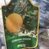 Kép 8/8 - Citrus Meyeri, Meyer citrom