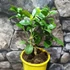 Kép 3/5 - Citrus Lisa meyeri lemon