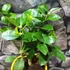 Kép 2/5 - Citrus Lisa meyeri lemon