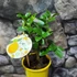 Kép 4/5 - Citrus Lisa meyeri lemon