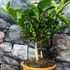 Kép 8/13 - Citrus Oriana calamondin