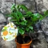 Kép 2/13 - Citrus Oriana calamondin
