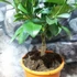 Kép 7/13 - Citrus Oriana calamondin