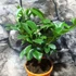 Kép 5/13 - Citrus Oriana calamondin