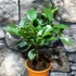 Kép 6/13 - Citrus Oriana calamondin
